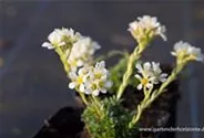Garten-Elfenbein-Steinbrech 'Alba'