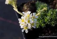 Garten-Elfenbein-Steinbrech 'Alba'