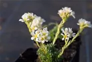 Garten-Elfenbein-Steinbrech 'Alba'