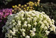Garten-Elfenbein-Steinbrech 'Alba'