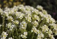 Garten-Elfenbein-Steinbrech 'Alba'