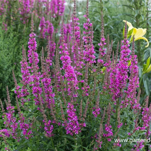 Garten-Blut-Weiderich Garten-Blut-Weiderich