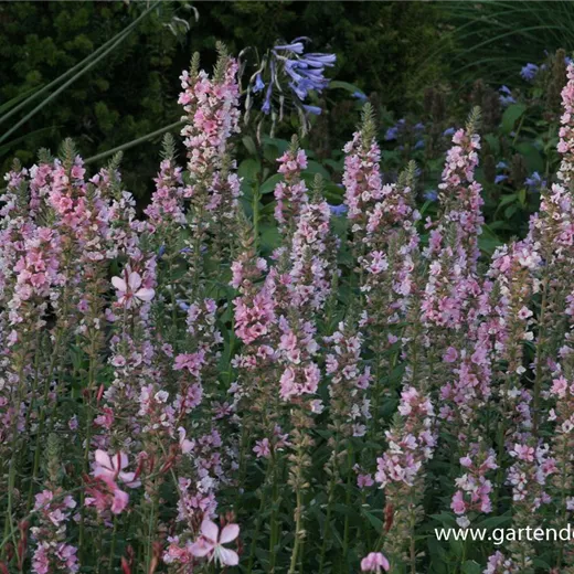 Garten-Blut-Weiderich 'Blush' Garten-Blut-Weiderich 'Blush'