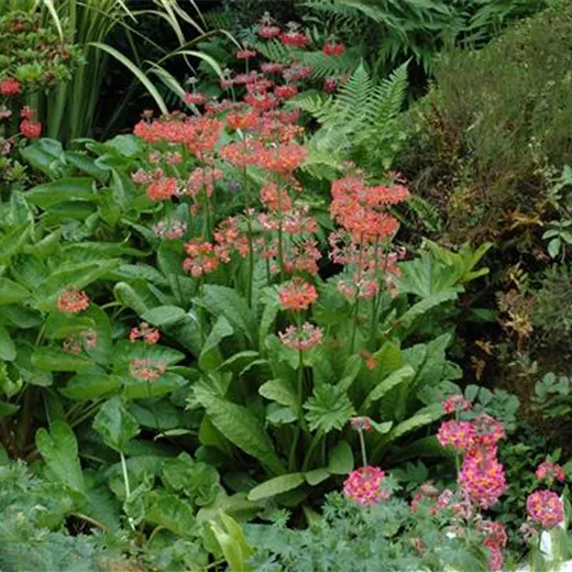Garten-Etagen-Primel Garten-Etagen-Primel