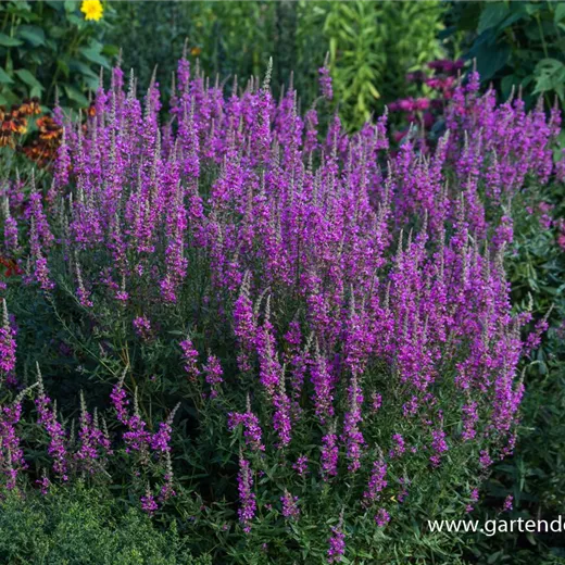 Garten-Blut-Weiderich 'Morden Pink' Garten-Blut-Weiderich 'Morden Pink'