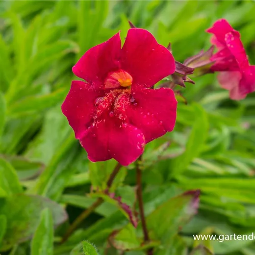 Garten-Gauklerblume 'Roter Kaiser' Garten-Gauklerblume 'Roter Kaiser'