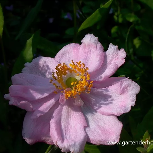 Garten-Herbst-Anemone 'Königin Charlotte' Garten-Herbst-Anemone 'Königin Charlotte'