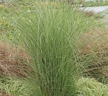 Garten-Chinaschilf