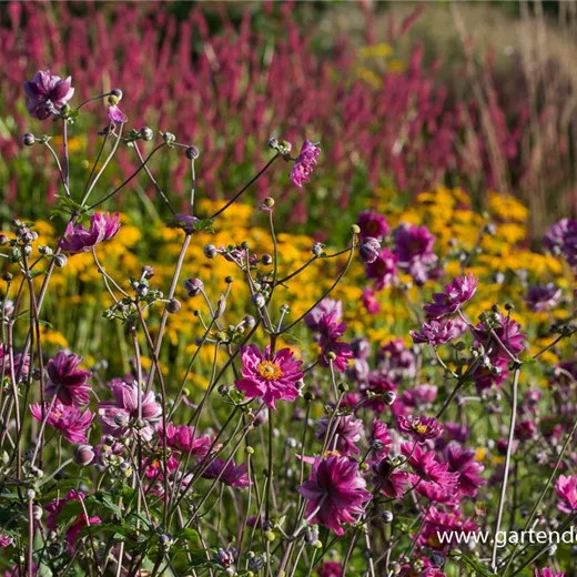 Garten-Herbst-Anemone 'Pamina' Garten-Herbst-Anemone 'Pamina'