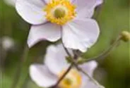 Garten-Herbst-Anemone 'Prinz Heinrich'