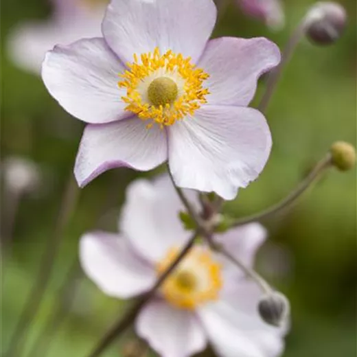Garten-Herbst-Anemone 'Prinz Heinrich' Garten-Herbst-Anemone 'Prinz Heinrich'