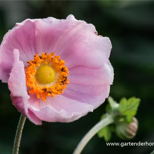 Garten-Herbst-Anemone 'September Charm' Garten-Herbst-Anemone 'September Charm'