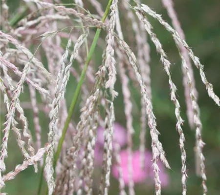 Garten-Chinaschilf 'Champagner'