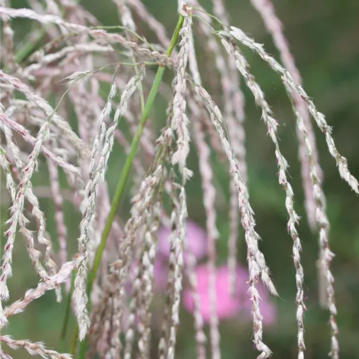 Garten-Chinaschilf 'Champagner' Garten-Chinaschilf 'Champagner'