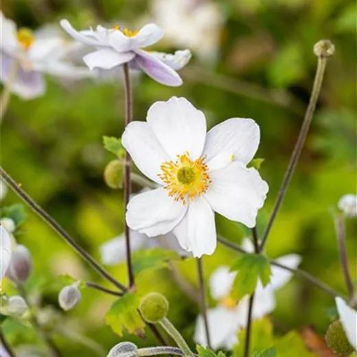 Garten-Herbst-Anemone 'Whirlwind' Garten-Herbst-Anemone 'Whirlwind'