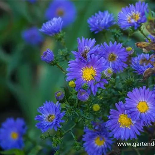 Garten-Glattblatt-Aster 'Pyramide' Garten-Glattblatt-Aster 'Pyramide'