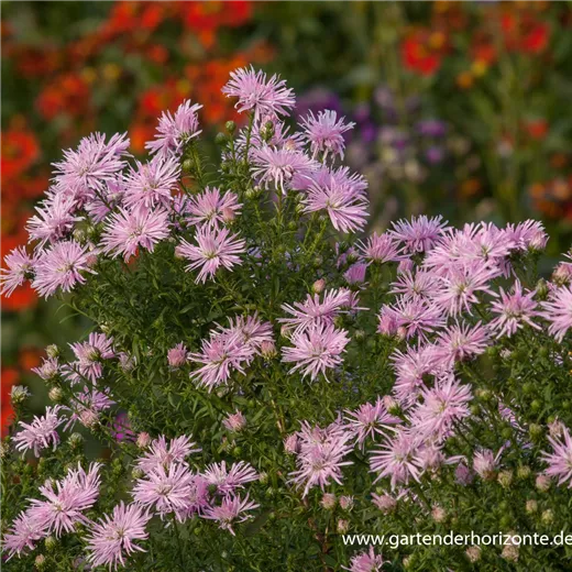 Garten-Glattblatt-Aster 'Rosenquarz' Garten-Glattblatt-Aster 'Rosenquarz'