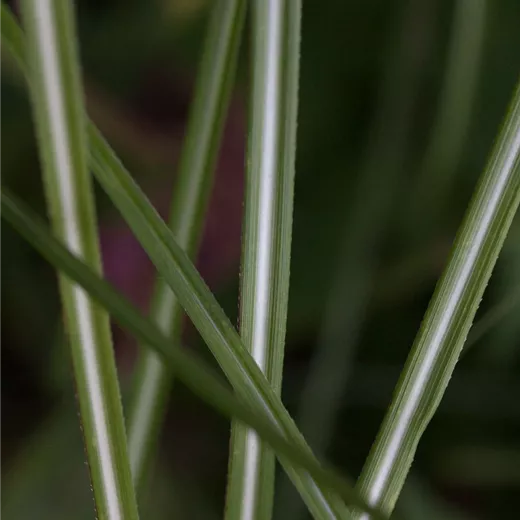 Garten-Chinaschilf 'Federweißer' Garten-Chinaschilf 'Federweißer'