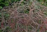Garten-Chinaschilf 'Flamingo'