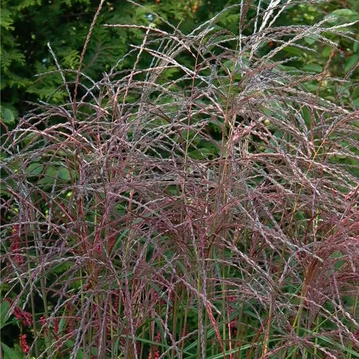 Garten-Chinaschilf 'Flamingo' Garten-Chinaschilf 'Flamingo'