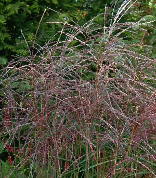 P2003076_1.jpg