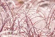 Garten-Chinaschilf 'Flamingo'