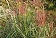 Garten-Chinaschilf 'Flamingo'