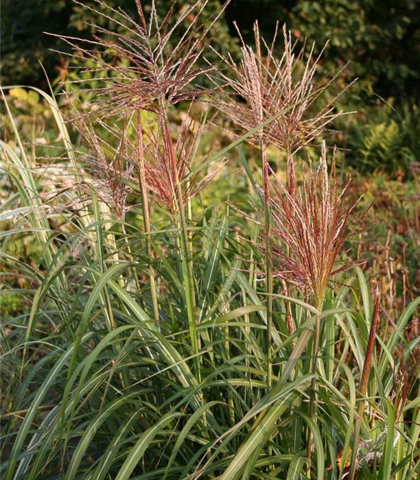 P2003076_2.jpg