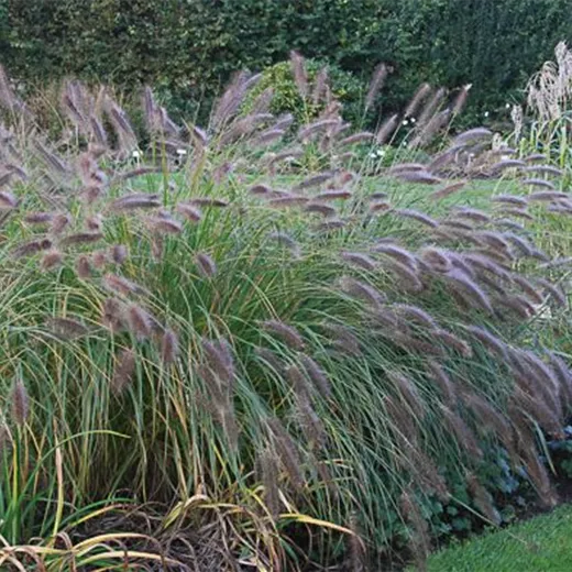 Garten-Federborstengras 'Compressum'