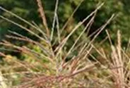 Garten-Chinaschilf 'Flamingo'