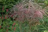 Garten-Chinaschilf 'Flamingo'