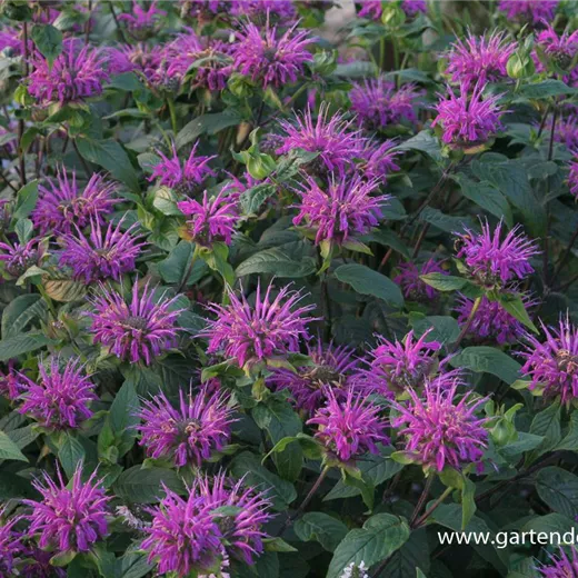 Garten-Indianernessel 'Blaustrumpf' Garten-Indianernessel 'Blaustrumpf'