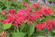 Garten-Indianernessel 'Gardenview Scarlet'