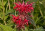 Garten-Indianernessel 'Gardenview Scarlet'