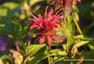 Garten-Indianernessel 'Gardenview Scarlet'