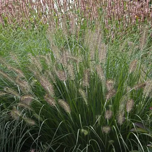 Garten-Federborstengras 'Hameln' Garten-Federborstengras 'Hameln'