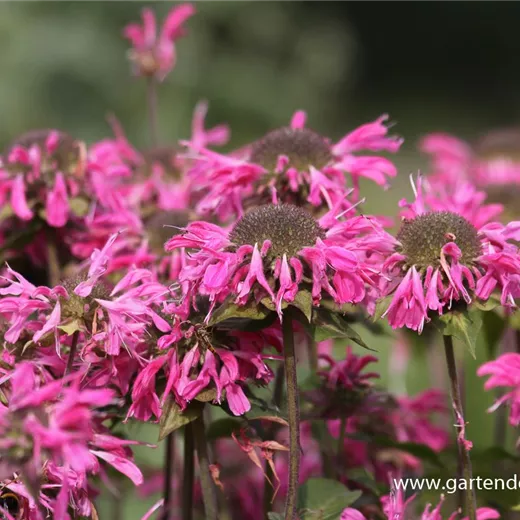 Garten-Indianernessel 'Marshall´s Delight' Garten-Indianernessel 'Marshall´s Delight'