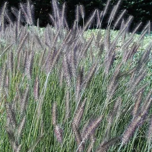 Garten-Federborstengras 'Herbstzauber'