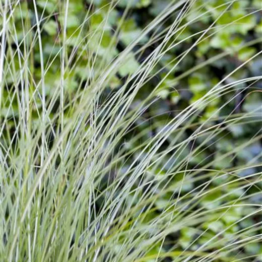 Garten-Chinaschilf 'Gracillimus' Garten-Chinaschilf 'Gracillimus'