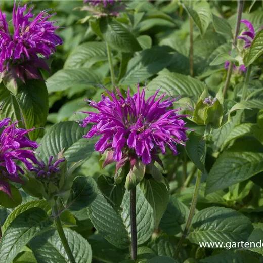 Garten-Indianernessel 'Prärienacht' Garten-Indianernessel 'Prärienacht'