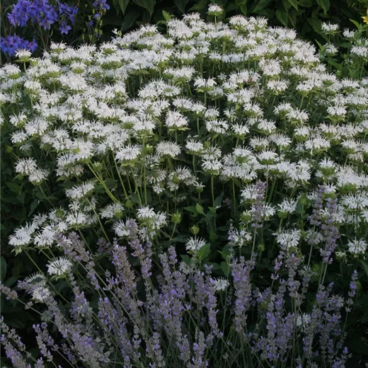 Garten-Indianernessel 'Schneewittchen' Garten-Indianernessel 'Schneewittchen'