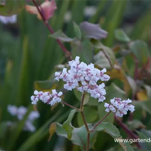 Garten-Glockenknöterich 'Southcomb White' Garten-Glockenknöterich 'Southcomb White'