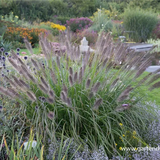 Garten-Federborstengras 'Red Head' Garten-Federborstengras 'Red Head'