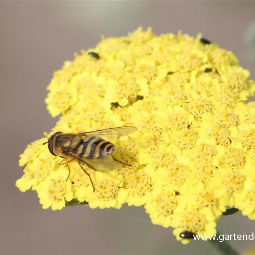 Garten-Goldquirl-Garbe 'Moonshine' Garten-Goldquirl-Garbe 'Moonshine'