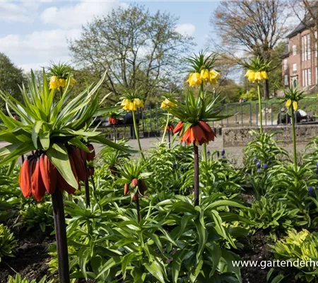Garten-Kaiserkrone 'Rubra Maxima'