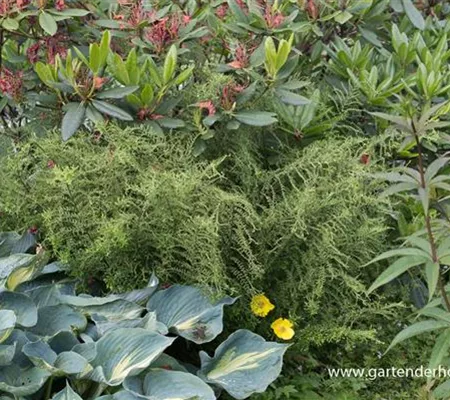 Garten-Goldschuppenfarn 'Cristata The King'