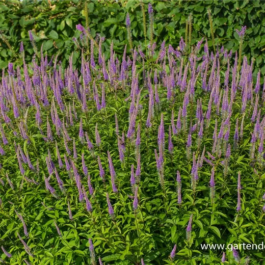 Garten-Kandelaberehrenpreis 'Fascination' Garten-Kandelaberehrenpreis 'Fascination'