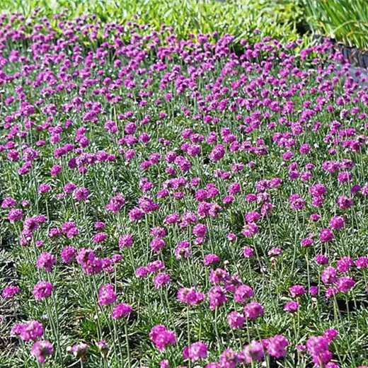 Garten-Grasnelke 'Düsseldorfer Stolz' Garten-Grasnelke 'Düsseldorfer Stolz'