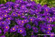 Garten-Kissen-Aster 'Augenweide'