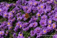 Garten-Kissen-Aster 'Augenweide'